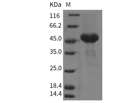 Mouse CRELD1 Recombinant Protein (RPES2497)