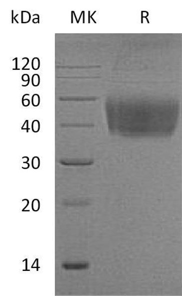 Mouse CD80/B7 Recombinant Protein (RPES2669)