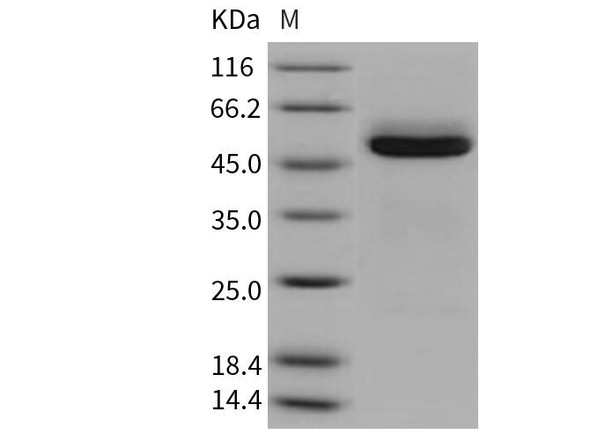 Mouse Cathepsin A/CTSA Recombinant Protein (RPES2703)