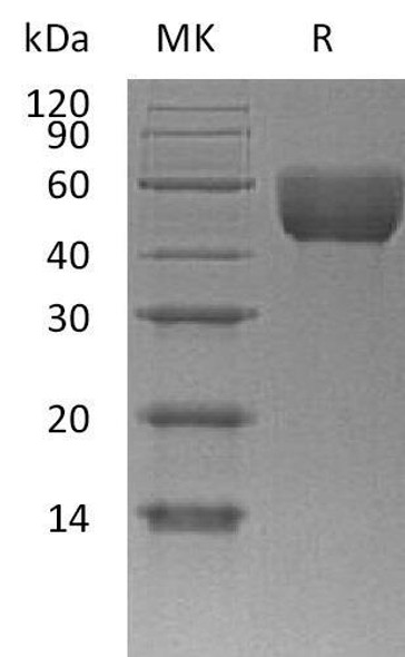 Mouse CD147/Basigin Recombinant Protein (RPES2783)