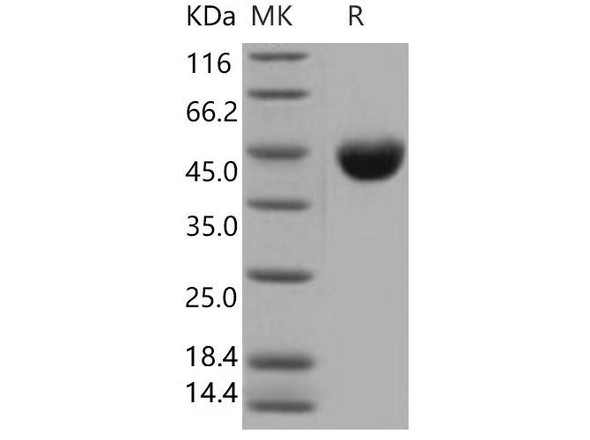 Mouse CD112/Nectin-2 Recombinant Protein (RPES2906)