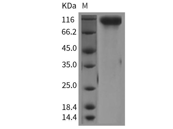 Mouse HER4/ErbB4 Recombinant Protein (RPES2981)