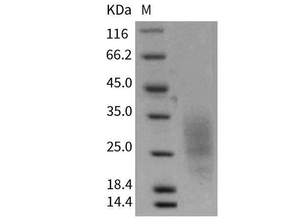 Mouse LAIR1 Recombinant Protein (RPES3099)