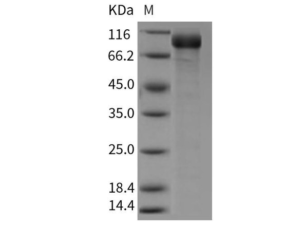 Mouse Semaphorin 5A/SEMA5A Recombinant Protein (RPES3396)