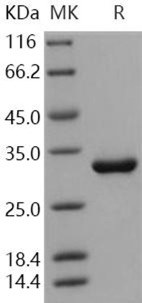 HAGH/GLO2/Glyoxalase II Recombinant Protein (RPES3454)