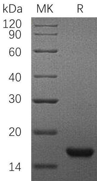 Rat SCF/c-Kit Ligand Recombinant Protein (RPES3783)