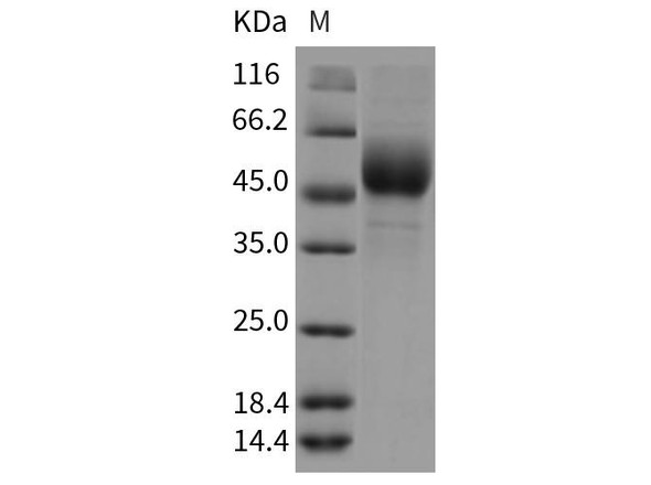 Rat Ninjurin/NINJ1 Recombinant Protein (RPES4282)