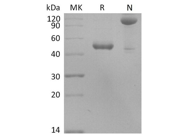 Human BLyS/TNFSF13B/BAFF Recombinant Protein (RPES4340)