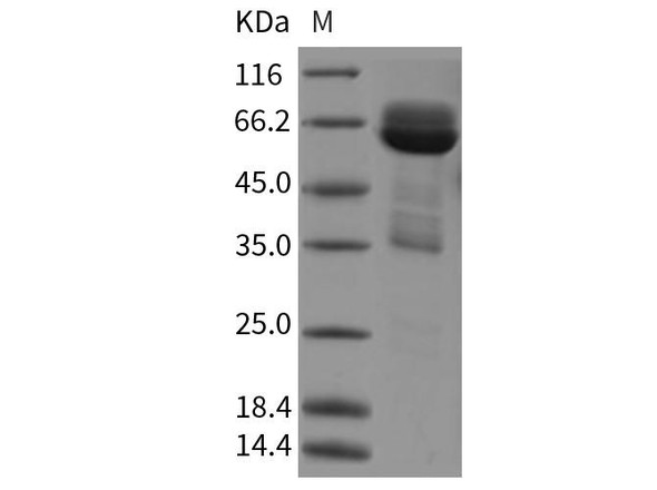 Rat CADM3 Recombinant Protein (RPES4868)