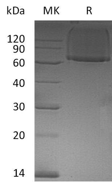 Human Glypican/GPC1 Recombinant Protein (RPES5144)