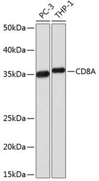 Immunology Antibodies 3 Anti-CD8A Antibody CAB0663