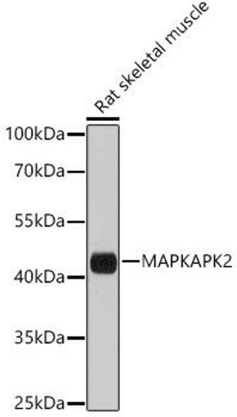 Epigenetics and Nuclear Signaling Antibodies 5 Anti-MAPKAPK2 Antibody CAB10668
