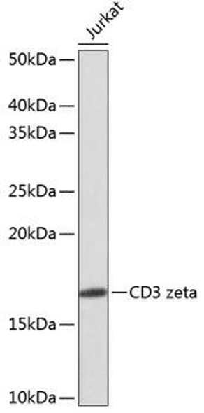 Immunology Antibodies 3 Anti-CD3 zeta Antibody CAB11157