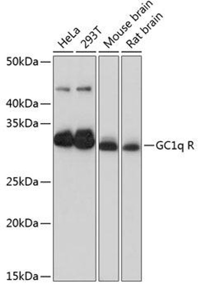 Immunology Antibodies 3 Anti-GC1q R Antibody CAB11292