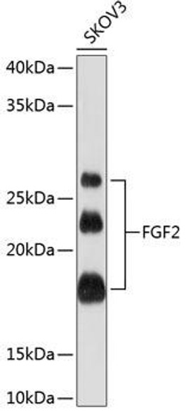 KO Validated Antibodies 1 Anti-FGF2KO Validated Antibody CAB11488