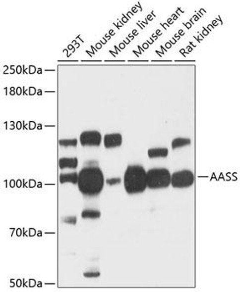 Cell Biology Antibodies 14 Anti-AASS Antibody CAB12863