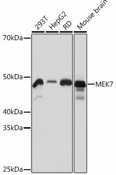 Cell Death Antibodies 2 Anti-MEK7 Antibody CAB12950
