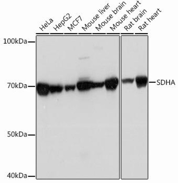 Cell Biology Antibodies 14 Anti-SDHA Antibody CAB13852