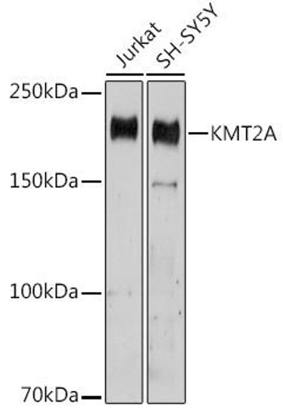 KO Validated Antibodies 1 Anti-KMT2A AntibodyKO Validated CAB1435