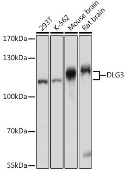 Cell Biology Antibodies 14 Anti-DLG3 Antibody CAB16831