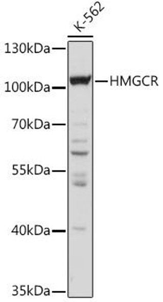 KO Validated Antibodies 1 Anti-HMGCR Antibody CAB16876KO Validated