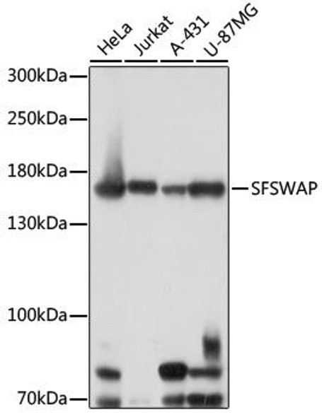 Cell Biology Antibodies 14 Anti-SFSWAP Antibody CAB16973