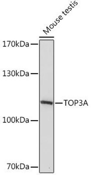 Cell Biology Antibodies 14 Anti-TOP3A Antibody CAB16987