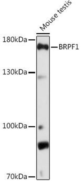 Cell Biology Antibodies 14 Anti-BRPF1 Antibody CAB17012