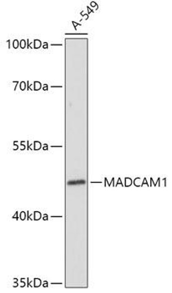 Cell Biology Antibodies 14 Anti-MADCAM1 Antibody CAB17017