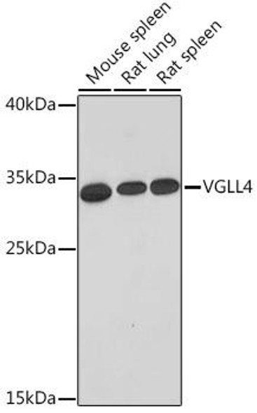 Cell Biology Antibodies 14 Anti-VGLL4 Antibody CAB17058