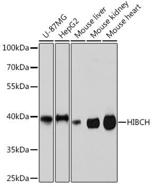 Cell Biology Antibodies 13 Anti-HIBCH Antibody CAB17129