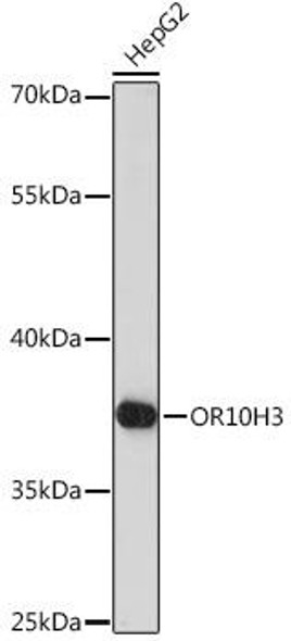 Cell Biology Antibodies 13 Anti-OR10H3 Antibody CAB17133