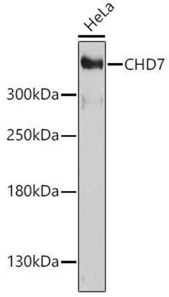 Cell Biology Antibodies 13 Anti-CHD7 Antibody CAB17180