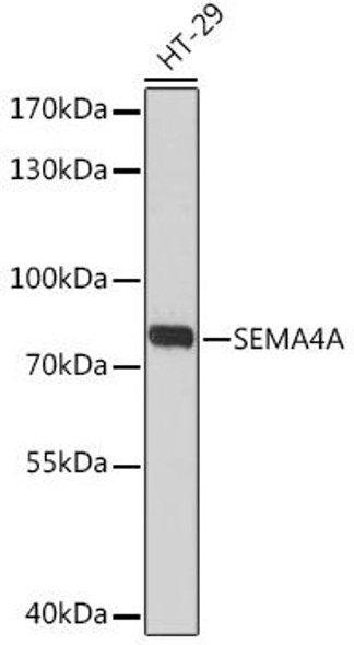 Cell Biology Antibodies 13 Anti-SEMA4A Antibody CAB17205