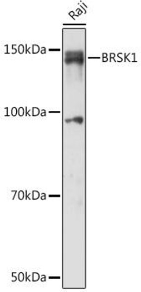 Cell Biology Antibodies 13 Anti-BRSK1 Antibody CAB17226