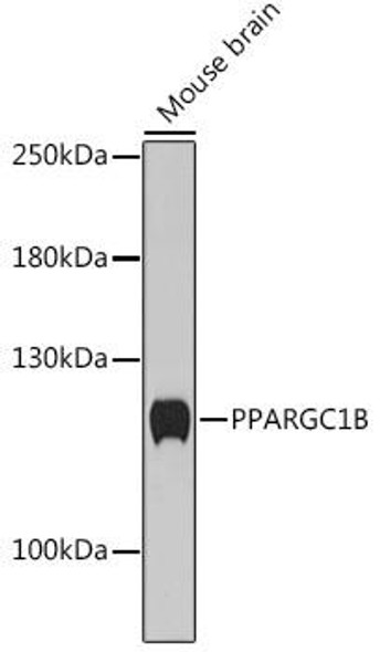 Epigenetics and Nuclear Signaling Antibodies 5 Anti-PPARGC1B Antibody CAB17258