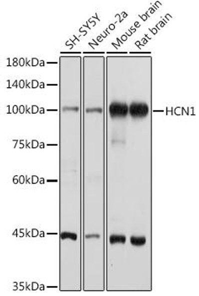 Western blot analysis of extracts of various cell lines, using HCN1 antibody at 1:1000 dilution. Secondary antibody: HRP Goat Anti-Rabbit IgG (H+L) at 1:10000 dilution. Lysates/proteins: 25ug per lane. Blocking buffer: 3% nonfat dry milk in TBST. Detection: ECL Basic Kit. Exposure time: 30s.