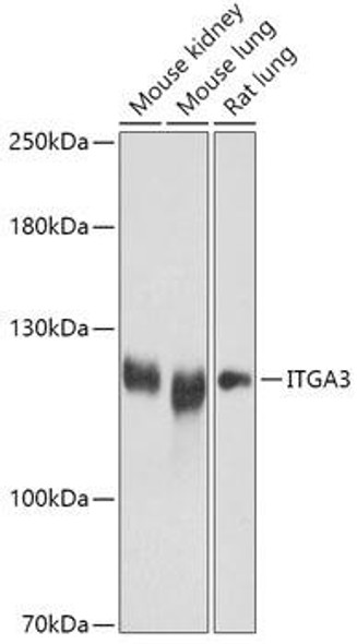 Cell Biology Antibodies 13 Anti-ITGA3 Antibody CAB17502