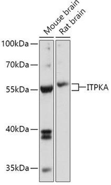 Cell Biology Antibodies 13 Anti-ITPKA Antibody CAB17503