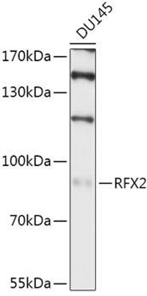 Cell Biology Antibodies 13 Anti-RFX2 Antibody CAB17525