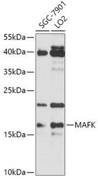 Cell Biology Antibodies 13 Anti-MAFK Antibody CAB17551
