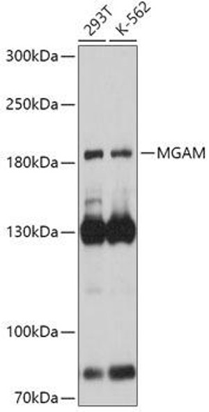 Cell Biology Antibodies 13 Anti-MGAM Antibody CAB17584