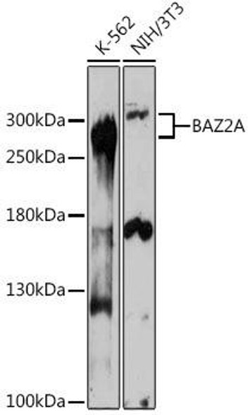 Cell Biology Antibodies 13 Anti-BAZ2A Antibody CAB17630