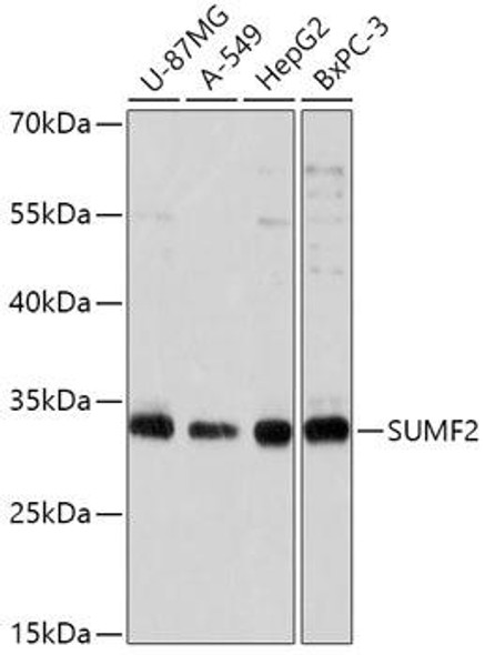 Cell Biology Antibodies 13 Anti-SUMF2 Antibody CAB17671