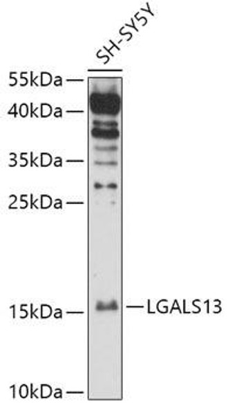 Cell Biology Antibodies 13 Anti-LGALS13 Antibody CAB17692