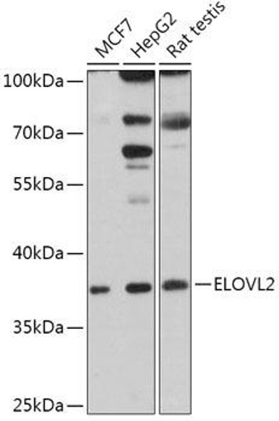 Cell Biology Antibodies 13 Anti-ELOVL2 Antibody CAB17712