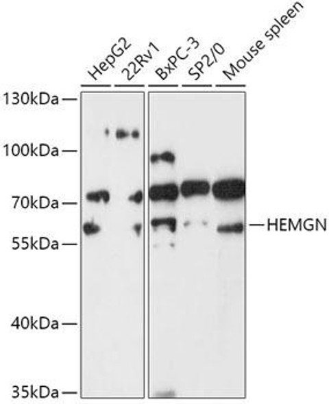 Cell Biology Antibodies 13 Anti-HEMGN Antibody CAB17720