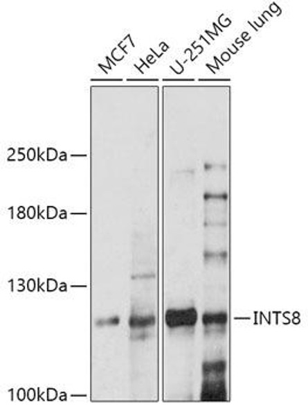 Cell Biology Antibodies 13 Anti-INTS8 Antibody CAB17726