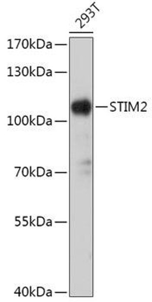 Cell Biology Antibodies 13 Anti-STIM2 Antibody CAB17743