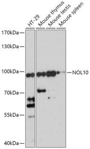 Cell Biology Antibodies 15 Anti-NOL10 Antibody CAB17774